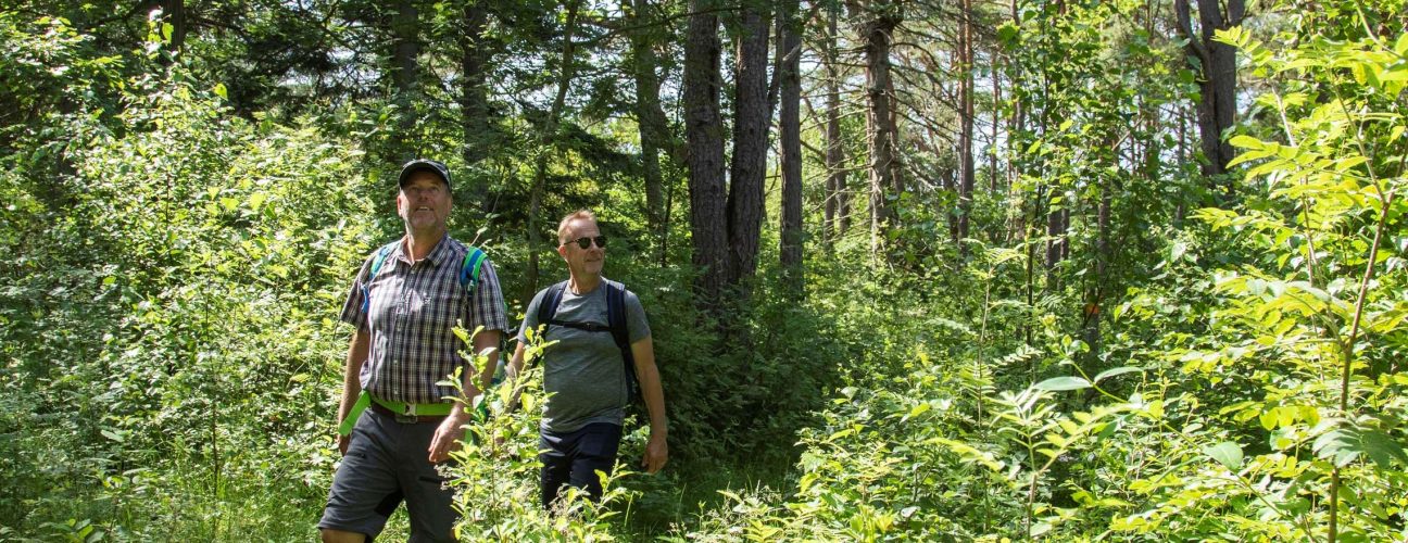 Två personer som vandrar i skogen.