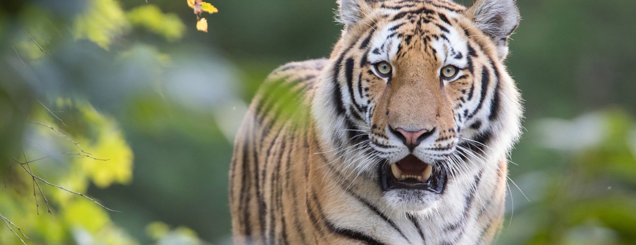 Närbild på en tiger.