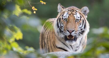 amurtiger nordens ark erik edvardsson namn i