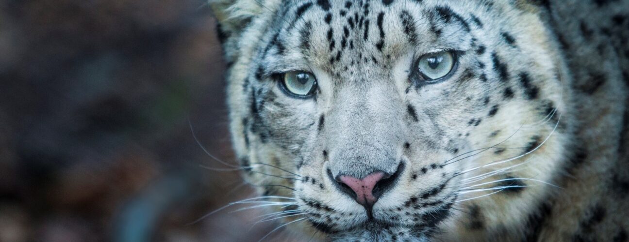 En snöleopard på Nordens Ark