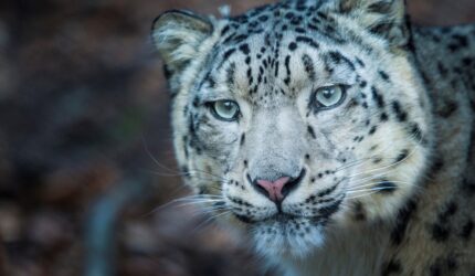 En snöleopard på Nordens Ark