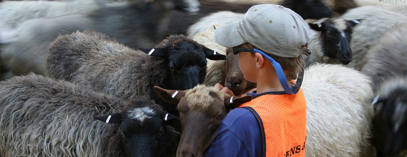 Ett barn som klappar ett gäng får.