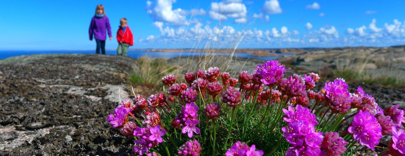 Närbild på lila blommor.